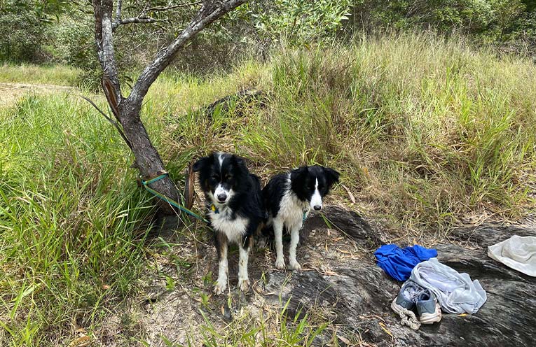 Farmers welcome plans to attract more vets to regional NSW