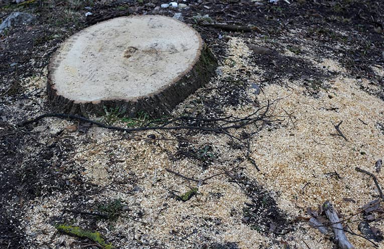 NSW Gov moves to crackdown on illegal tree clearing