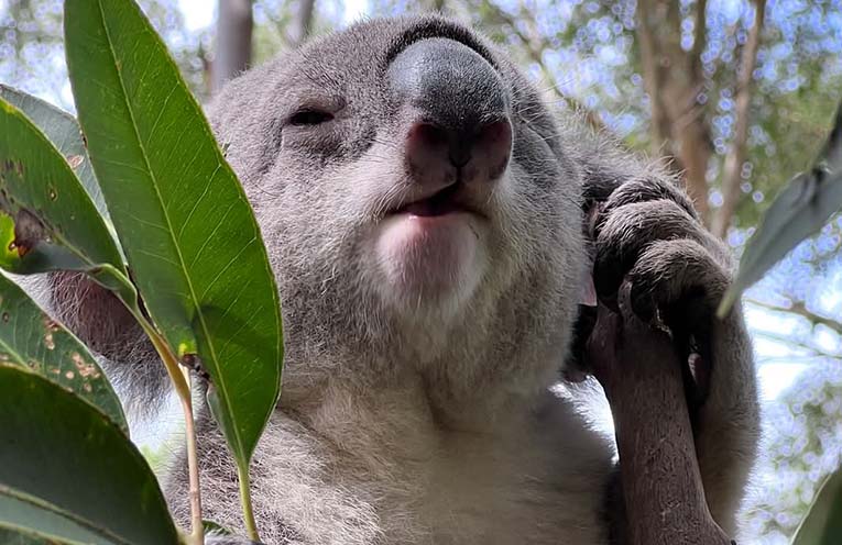 Last chance to visit Koala Hospital before redevelopments begin