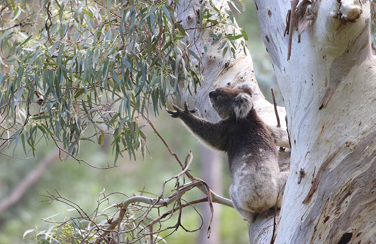 Koalas ‘safe’ as hospital’s tree giveaway continues