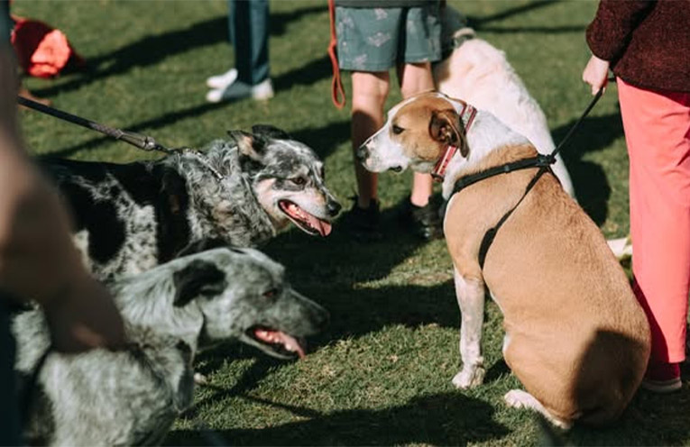 ‘The Last Lap’: RSCPA to host final Million Paws Walk fundraiser