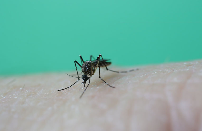 Mosquito numbers set to soar after long rains