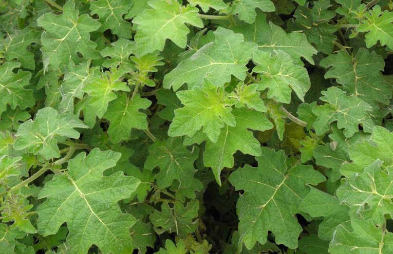 NSW Gov funds $10m for weed control and eradication