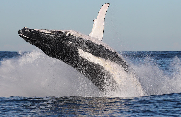 Humpback whale migration begins with prime viewing from Port Macquarie’s Coastal Walk