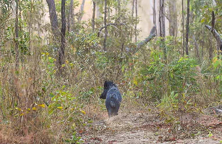 Animal advocates shoot down bill for enabling ‘yahoos’