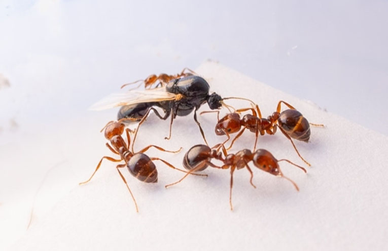 Fire ants discovered in Tweed Heads