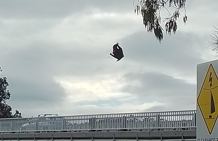 Flying fox saved from fishing line in dramatic Lake Cathie rescue
