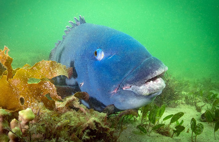 EXPLAINER – The Eastern Blue Groper: A NSW coastal icon