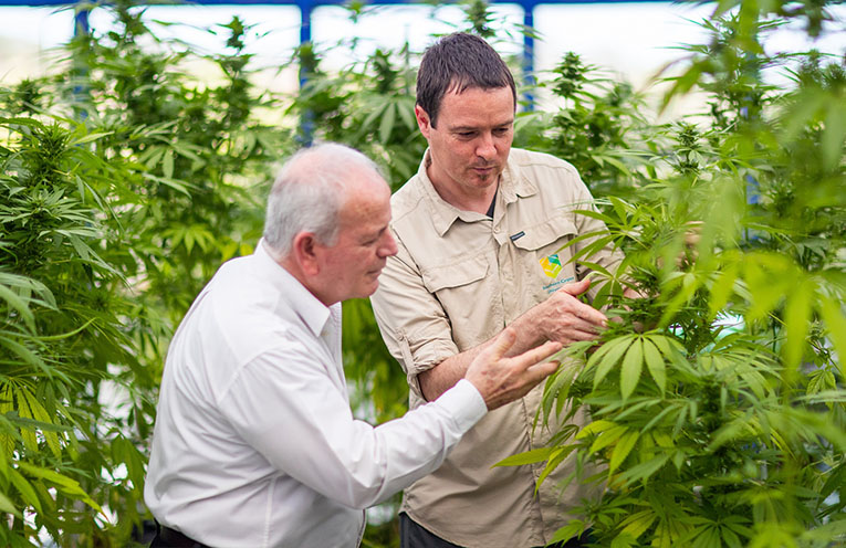 Research looks to boost hempseed yields and supercharge production