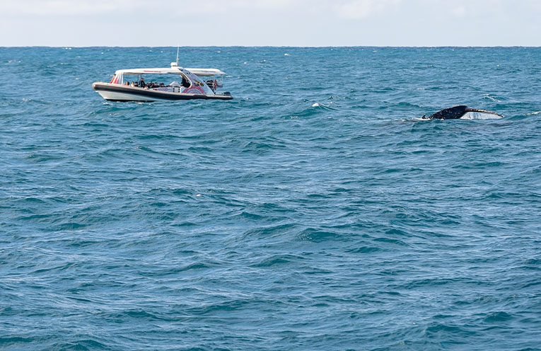 National Parks work to protect whales during migrations