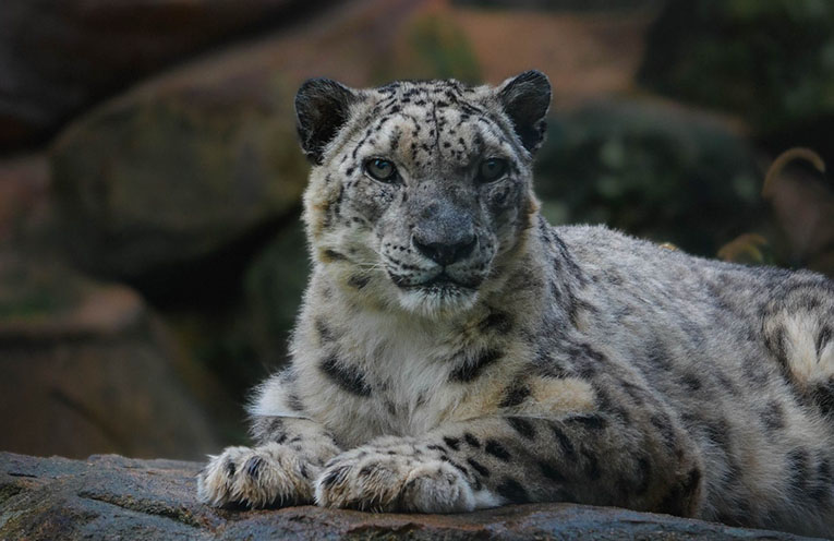 Billabong Zoo farewells much-loved snow leopard Khumbu