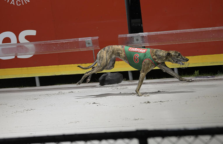 Greyhound Apache Tiger the favourite for final of Mid North Coast Cup