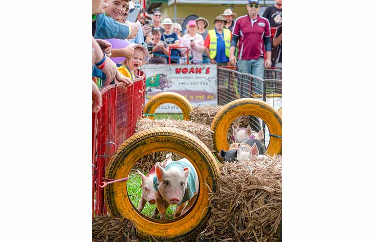 Piglet action. Photo: Kim Ambrose/SaltyFoxFotography.