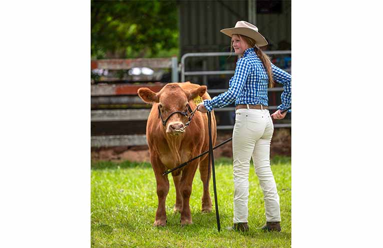 Young ag enthusiasts show impressive control over their cattle.  Photo: Kim Ambrose/SaltyFoxFotography.