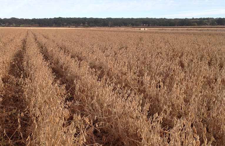 Government sows the seeds for plant-based protein manufacturing on the North Coast