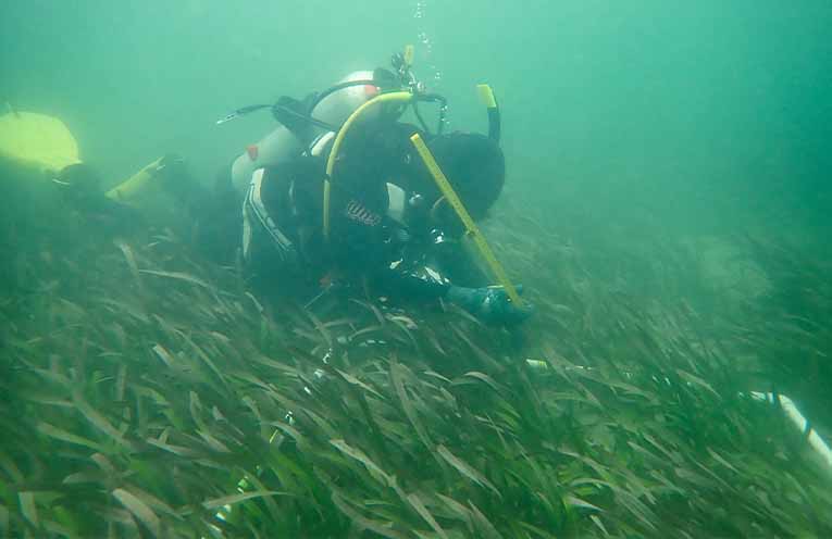 Citizen scientists called on to spot underwater flowers
