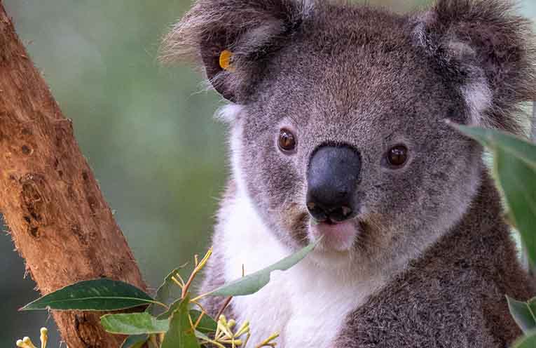 CHARITY SHOWCASE: Wild koala breeding program marks major milestone