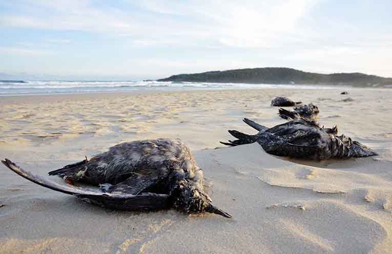 The ecological disaster threatening Australian seabirds