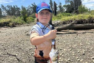 Kingfish, bass and the thrill of the giant herring