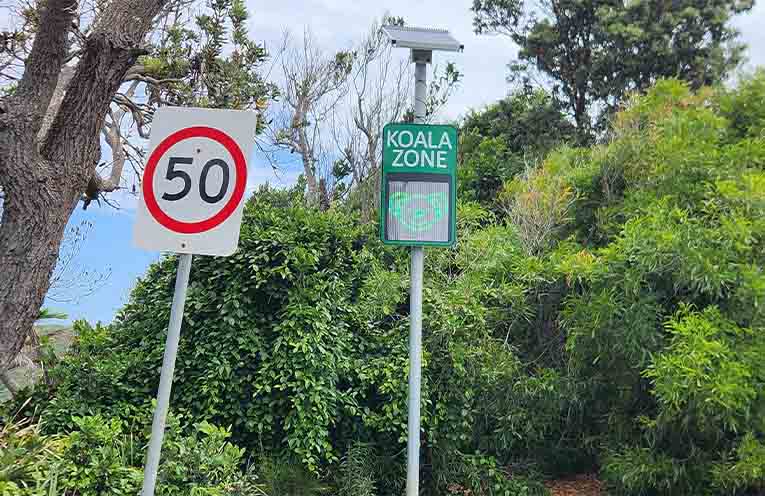 Efforts to protect koalas stepped up across key Port Macquarie hotspots