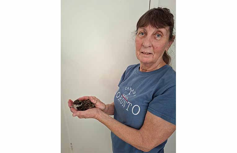 Karen Ledger of FAWNA with a plover hatchling.