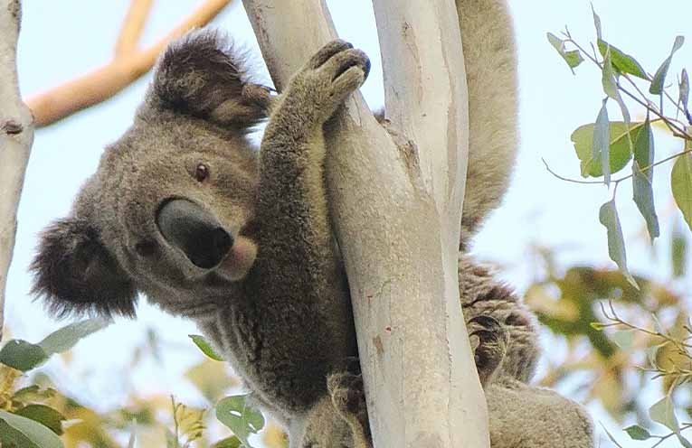 CSIRO report reflects improvements in estimating East Coast koala population