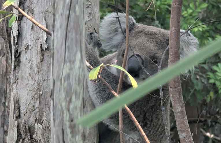 Reform urged as native animals face deadly spring