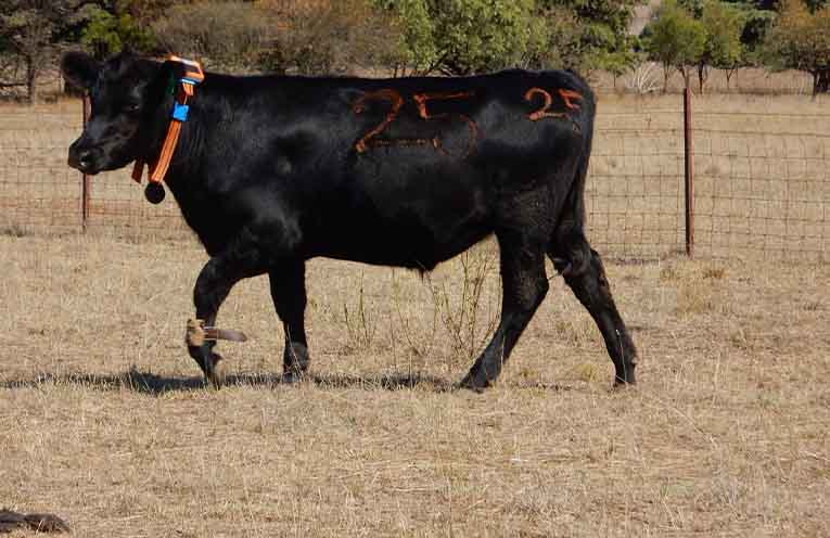 Strict welfare guidelines as government legalises virtual stock fencing
