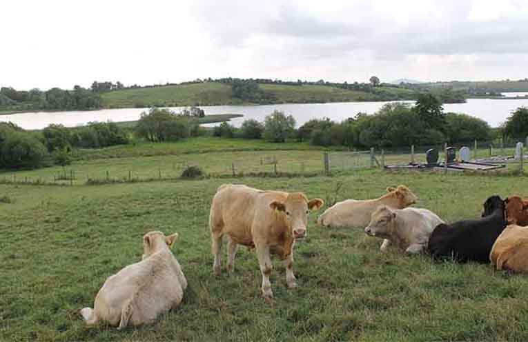 NSW Government releases report to guide primary industries to lower emissions