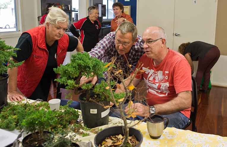Bonsai exhibition being held at Laurieton