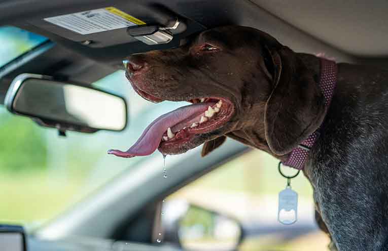 Government flags tougher penalties for animal cruelty including jail time for leaving dogs in hot cars