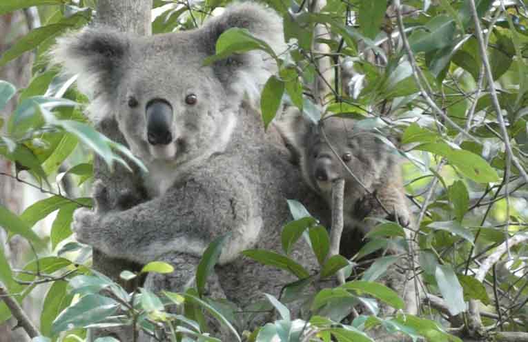 NSW Government completes first statewide koala survey