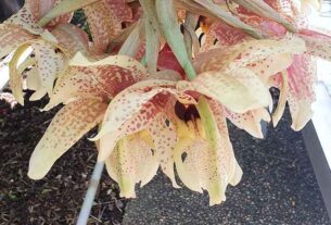 Summer blooms on display at Camden Haven Orchid Show