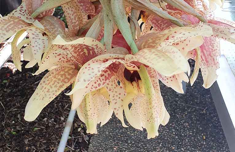 Summer blooms on display at Camden Haven Orchid Show