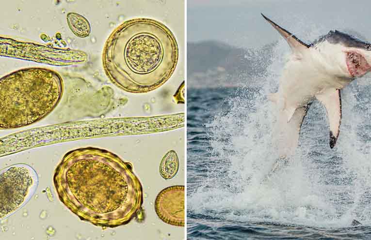 CSU study reveals the ‘ecosystem’ of parasites feeding on great whites