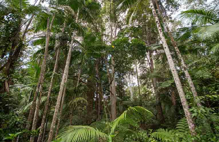 Forestry organisations promote sustainable management in new report