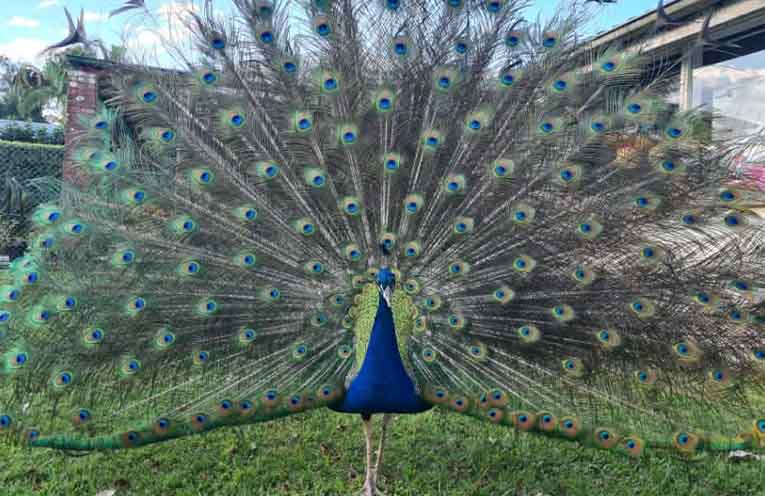 Community rallies to support injured local icon Pete the Peacock