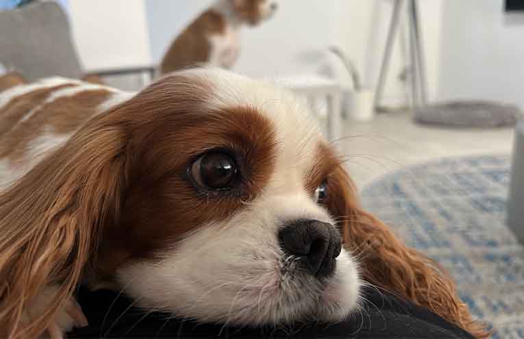 National Pet Adoption Month encourages adoptions