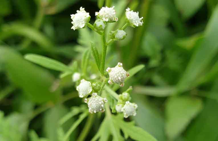 Weed action program gets an update