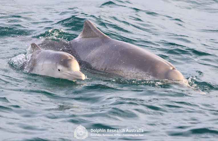 Volunteer for the first statewide Dolphin Census