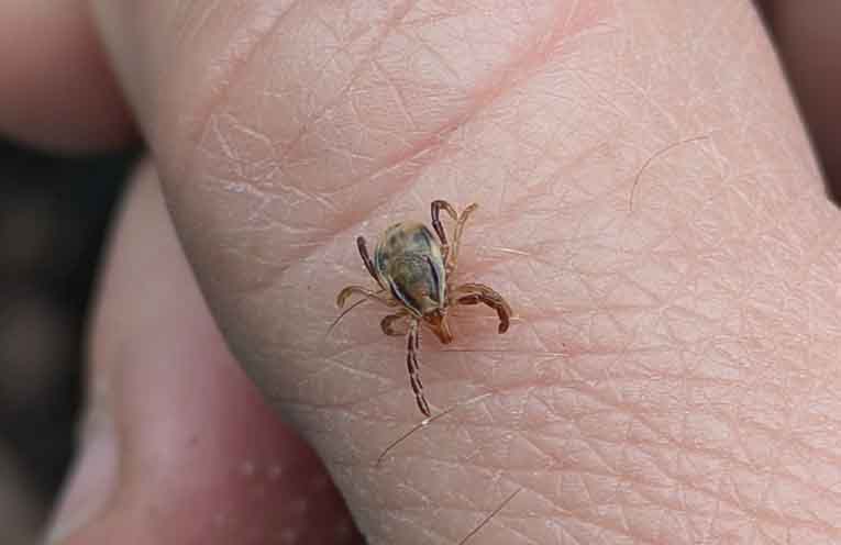 What to know about the often overlooked larval tick nest