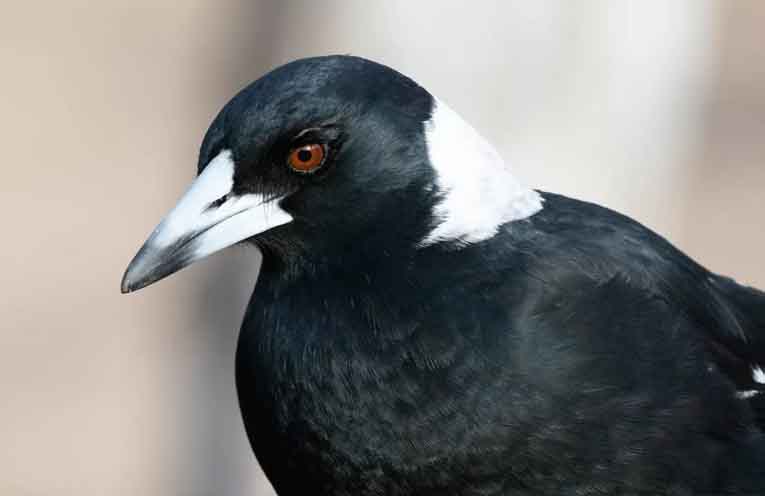Magpies ‘swoop’ into top spot in national bird count