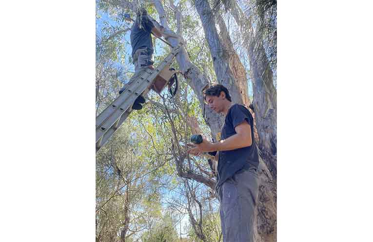 Andy McCoubrie and his son Will installing a camera in a tree hollow on their property.