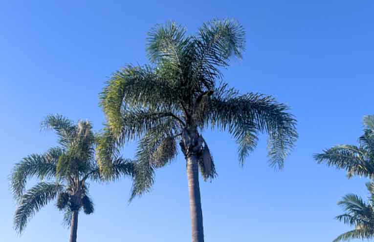 Council to replace Cocos Palms in parks and reserves