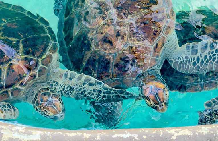 Green sea turtle released at Lighthouse Beach after year-long rehab