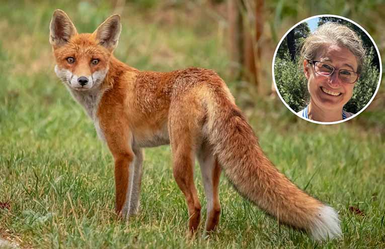 Port Macquarie-led Charles Sturt University research decodes fox urine to control invasive predators