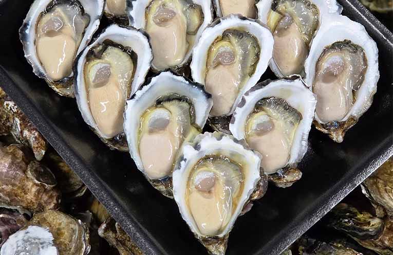 Proposal to introduce Triploid Pacific Oysters to the Camden Haven River