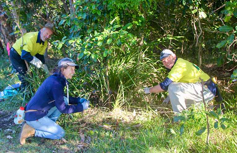 Laurieton LandCare restores endangered bushland