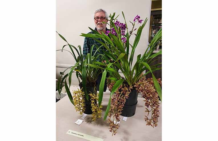 Some of the orchids that will be on display during the annual winter show.