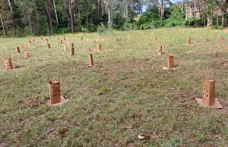 Volunteers unite to plant 300 koala food and shelter trees